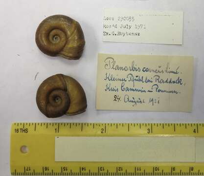 Image of Great Ram's Horn Snail