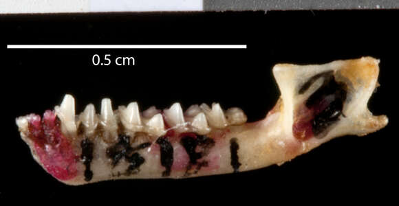 صورة Neoromicia helios (Heller 1912)