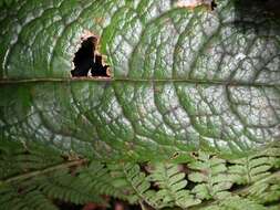 Image de Pittosporum gayanum Rock