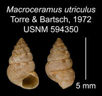 Imagem de Macroceramus utriculus C. Torre & Bartsch 2008