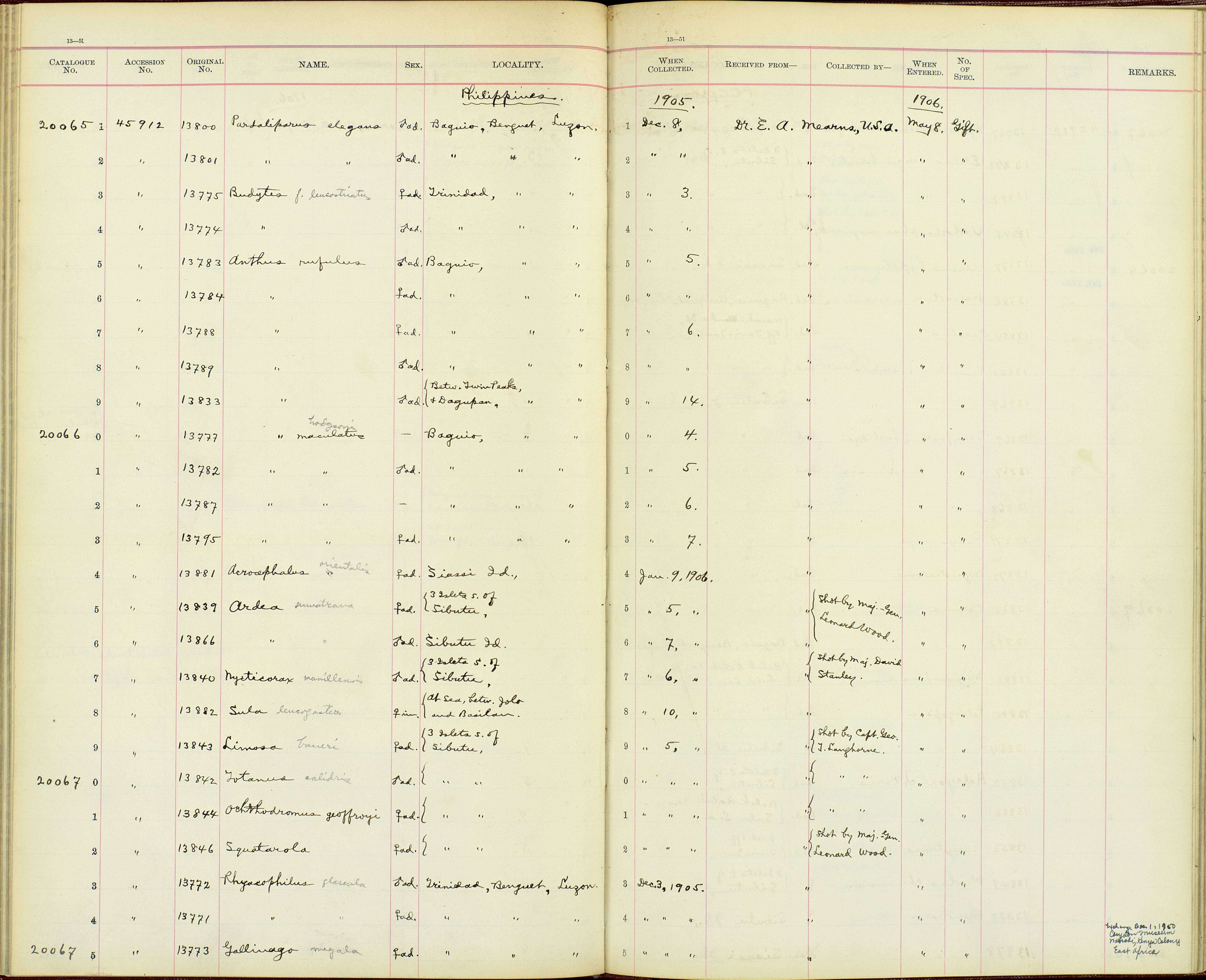 Plancia ëd Anthus hodgsoni yunnanensis Uchida, Kuroda & Nagamichi 1916