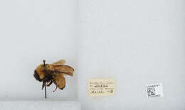 Image de Bombus fervidus (Fabricius 1798)