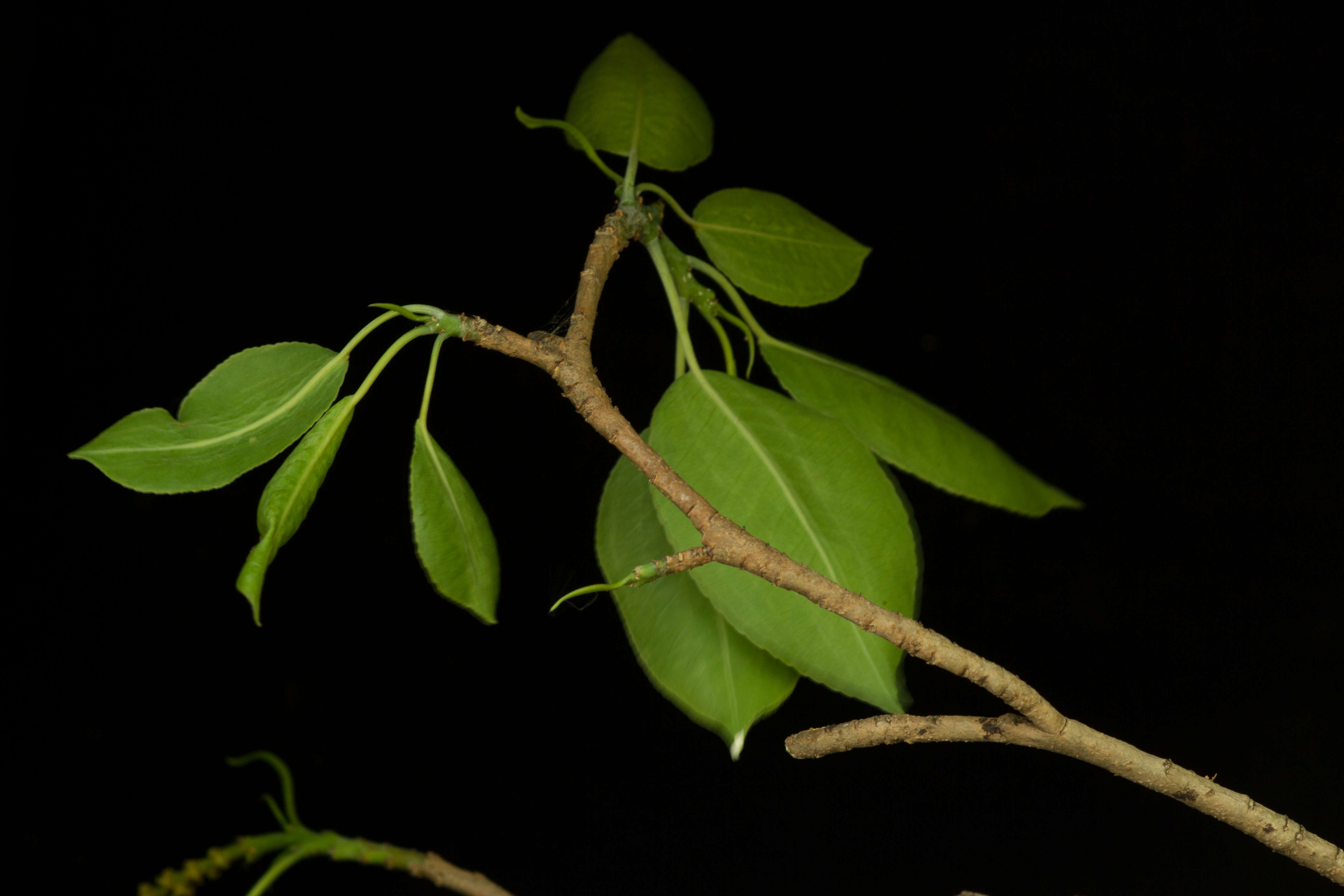 Imagem de Pleradenophora tikalana (Lundell) A. L. Melo & Esser