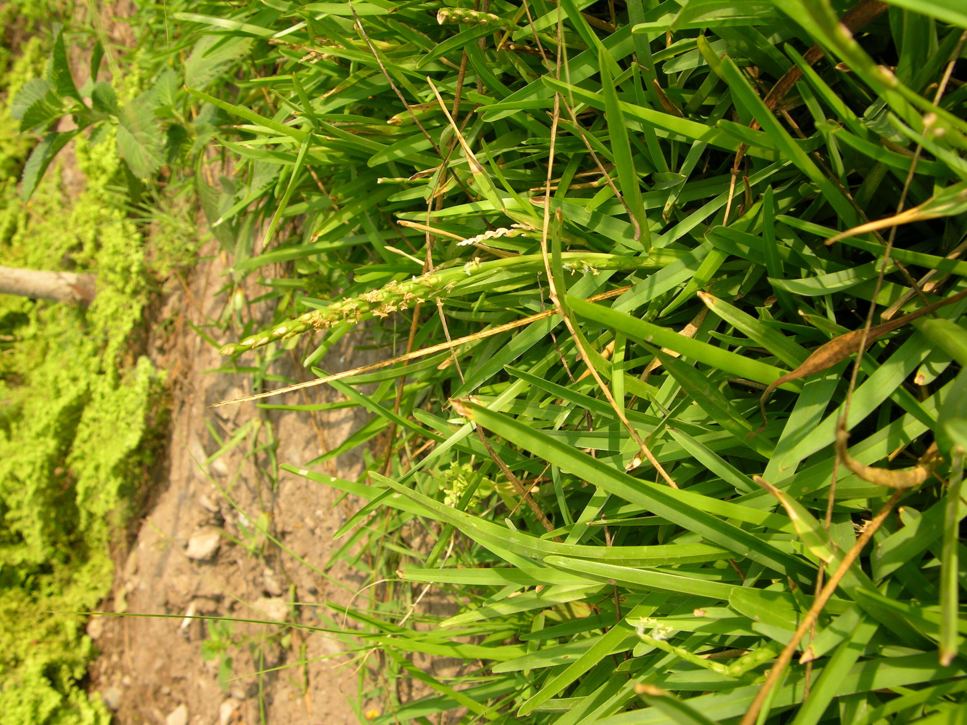 Image of St. Augustine grass