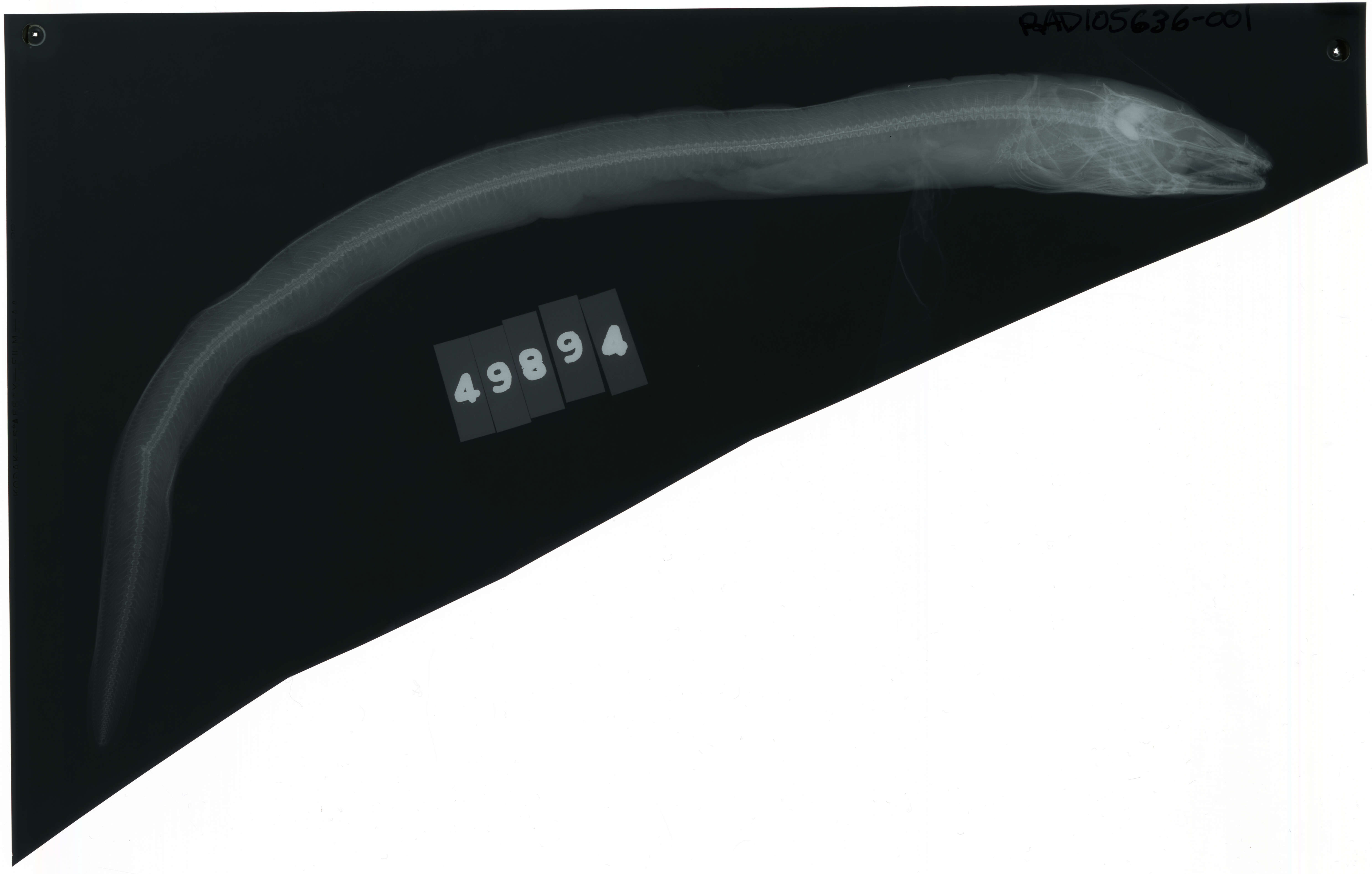 Image of Ariosoma meeki (Jordan & Snyder 1900)