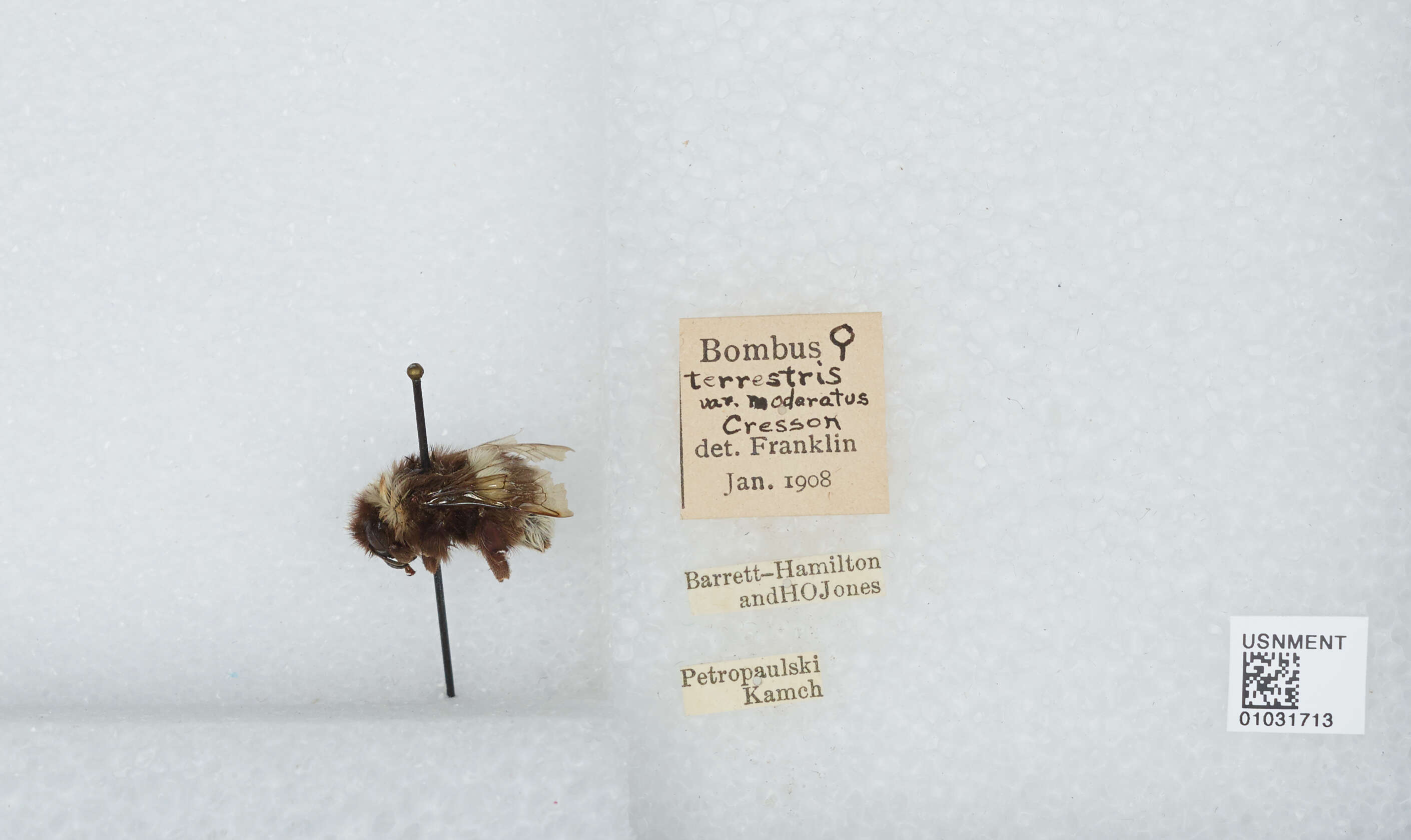 Image of Bombus patagiatus Nylander 1848