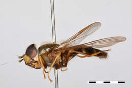 Image of Dasysyrphus Enderlein 1938