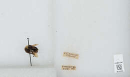 Image of Vosnesensky Bumble Bee