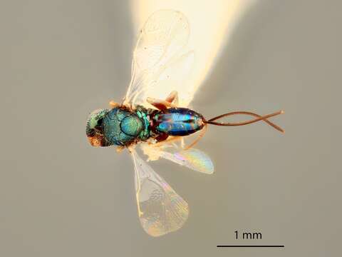 Image of Syntomaspis medicaginis Gahan 1919