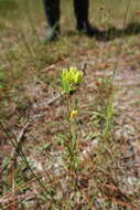 Image of Savannah Milkweed