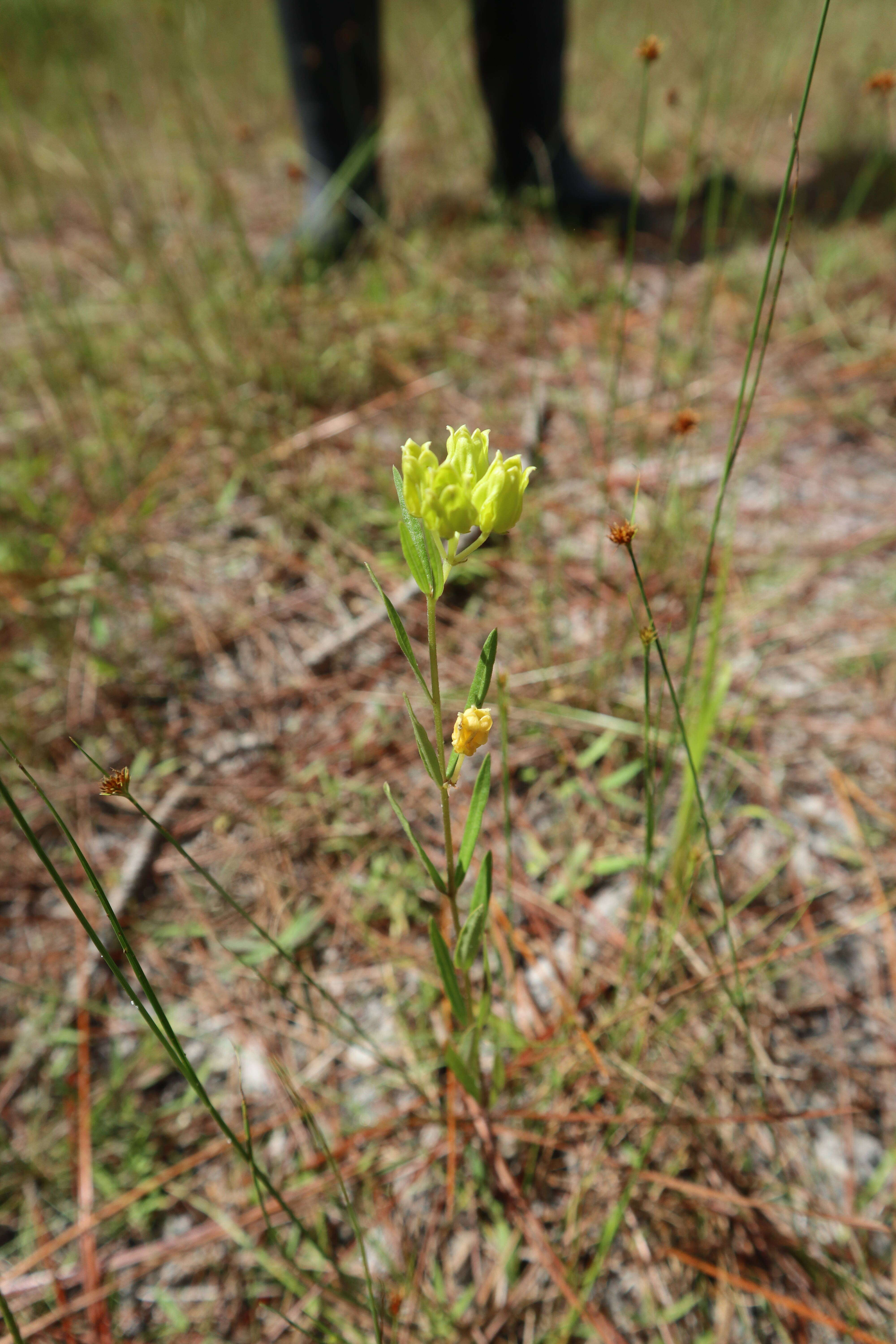 Image of Savannah Milkweed