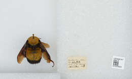 Image of Morrison Bumble Bee