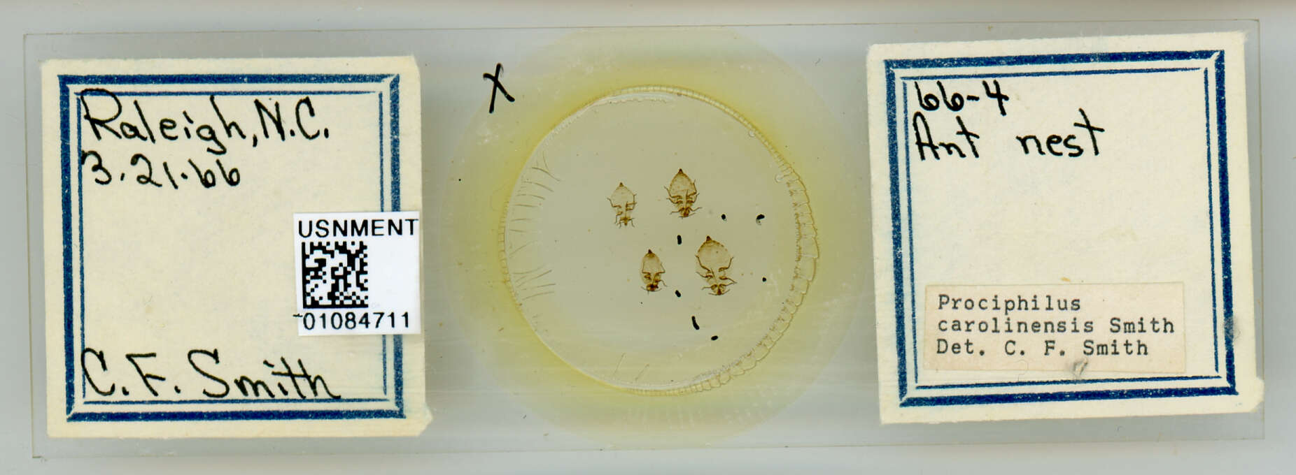 Image of Prociphilus (Prociphilus) carolinensis Smith & C. F. 1969