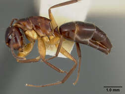 Plancia ëd Camponotus laminatus levuanus Mann 1921