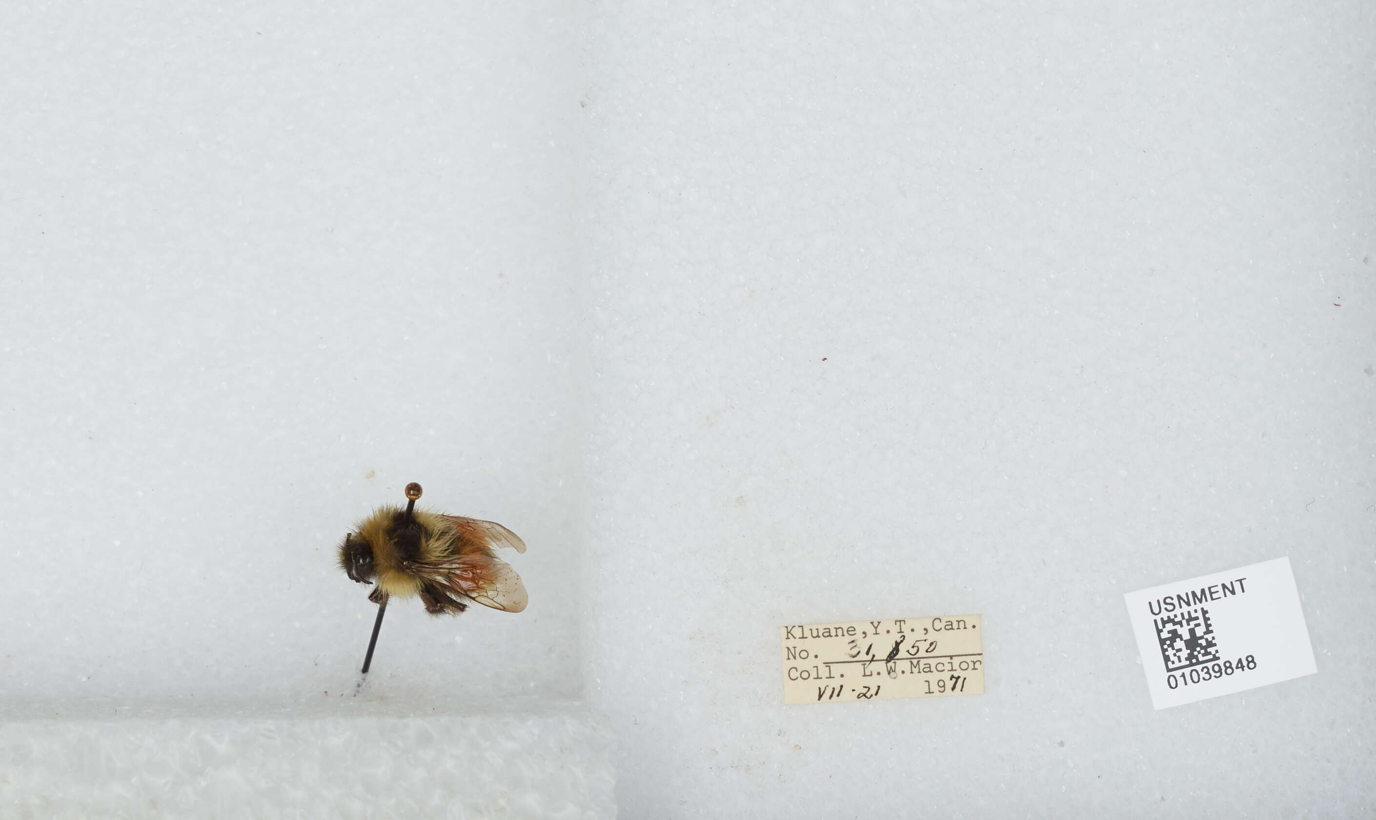 Image de Bombus sylvicola Kirby 1837