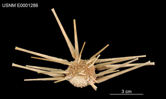 Image of Stereocidaris sceptriferoides Döderlein 1887