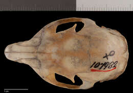 Image of Sciurus deppei vivax Nelson 1901