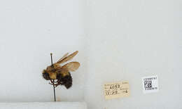 صورة Bombus bimaculatus Cresson 1864