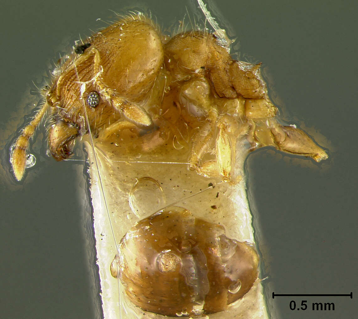 Imagem de Pheidole floridana deplanata Pergande 1896