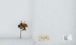 Image de Bombus sylvicola Kirby 1837