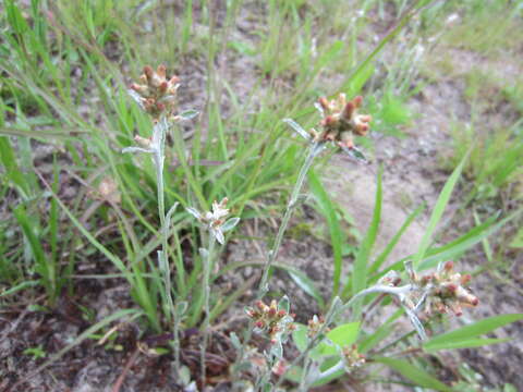 Sivun Gamochaeta calviceps (Fern.) Cabrera kuva