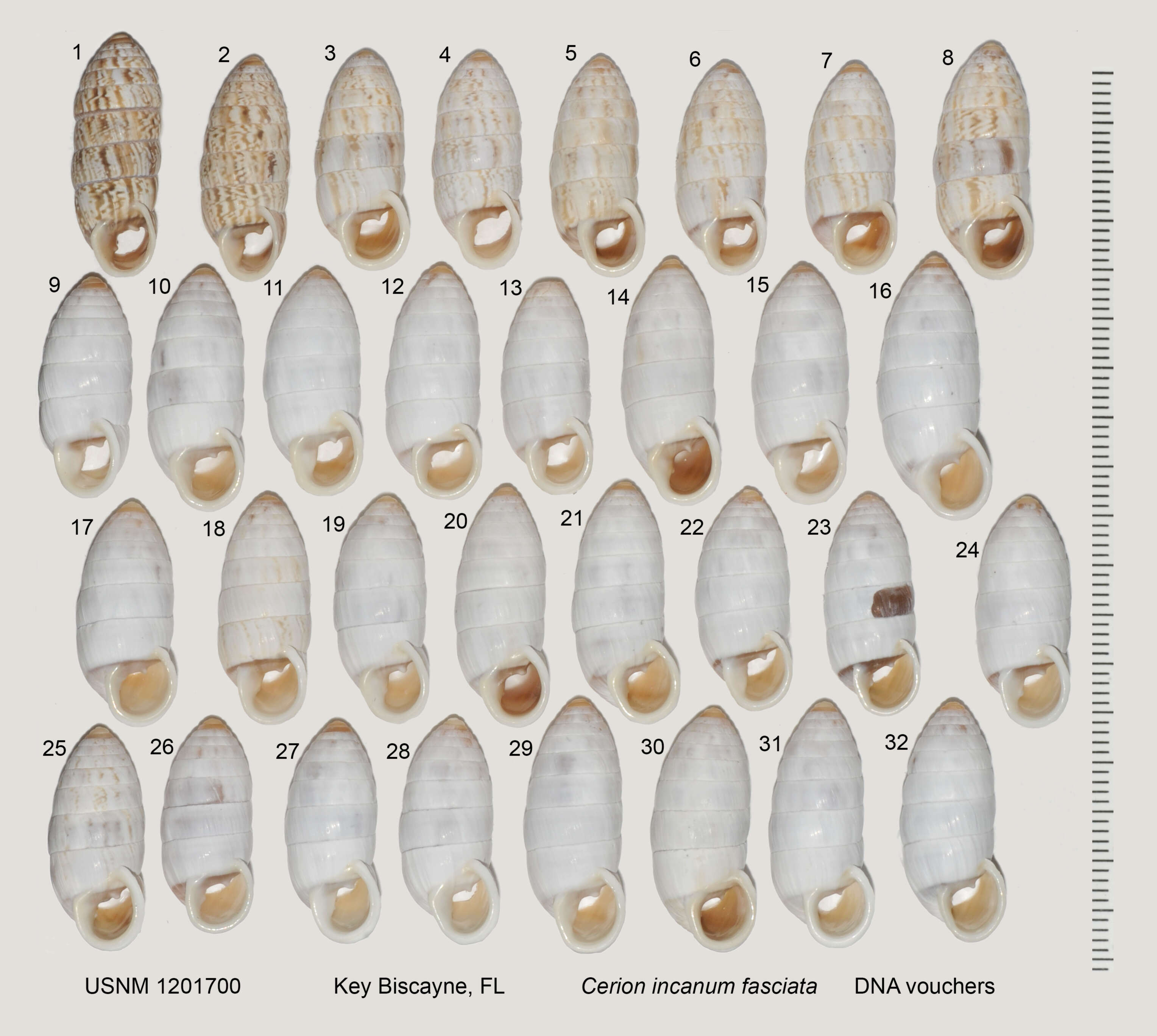 Image of Cerion incanum fasciatum (W. B. Binney 1859)