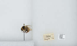 Image de Bombus balteatus Dahlbom 1832