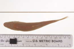 Image of Siphateles mohavensis Snyder 1918