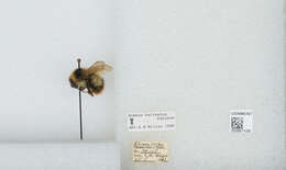 Image de Bombus balteatus Dahlbom 1832