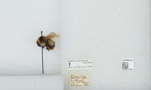 Слика од Bombus balteatus Dahlbom 1832