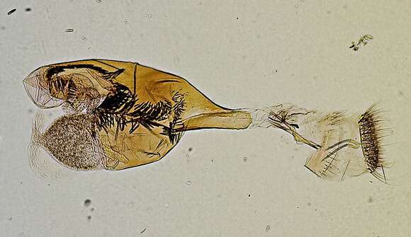 Image of Lipocosma diabata Dyar 1917