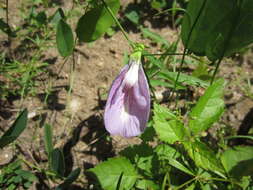 Clitoria mariana var. mariana resmi