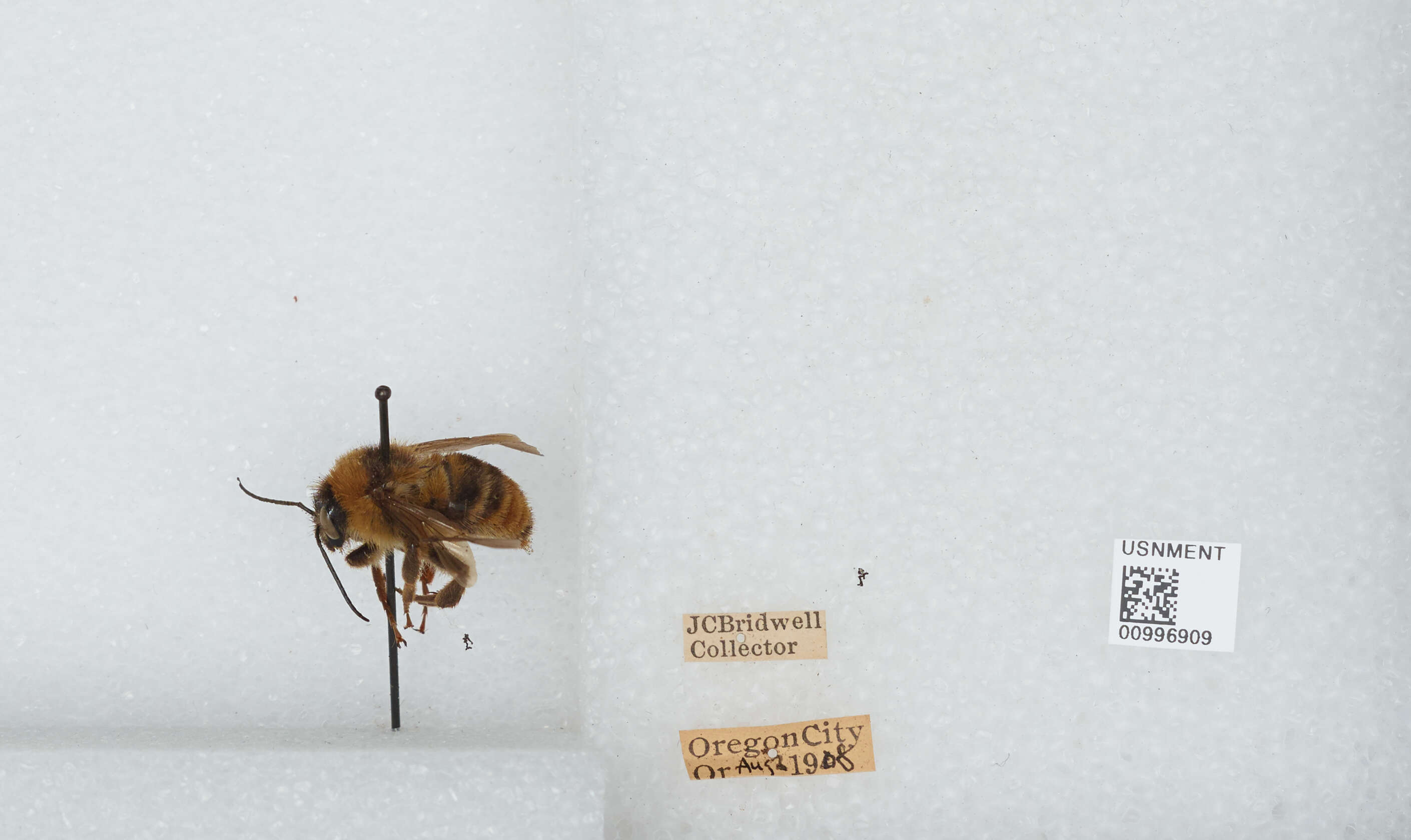 Imagem de Bombus californicus Smith 1854