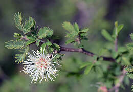 Image of Mimosa L.