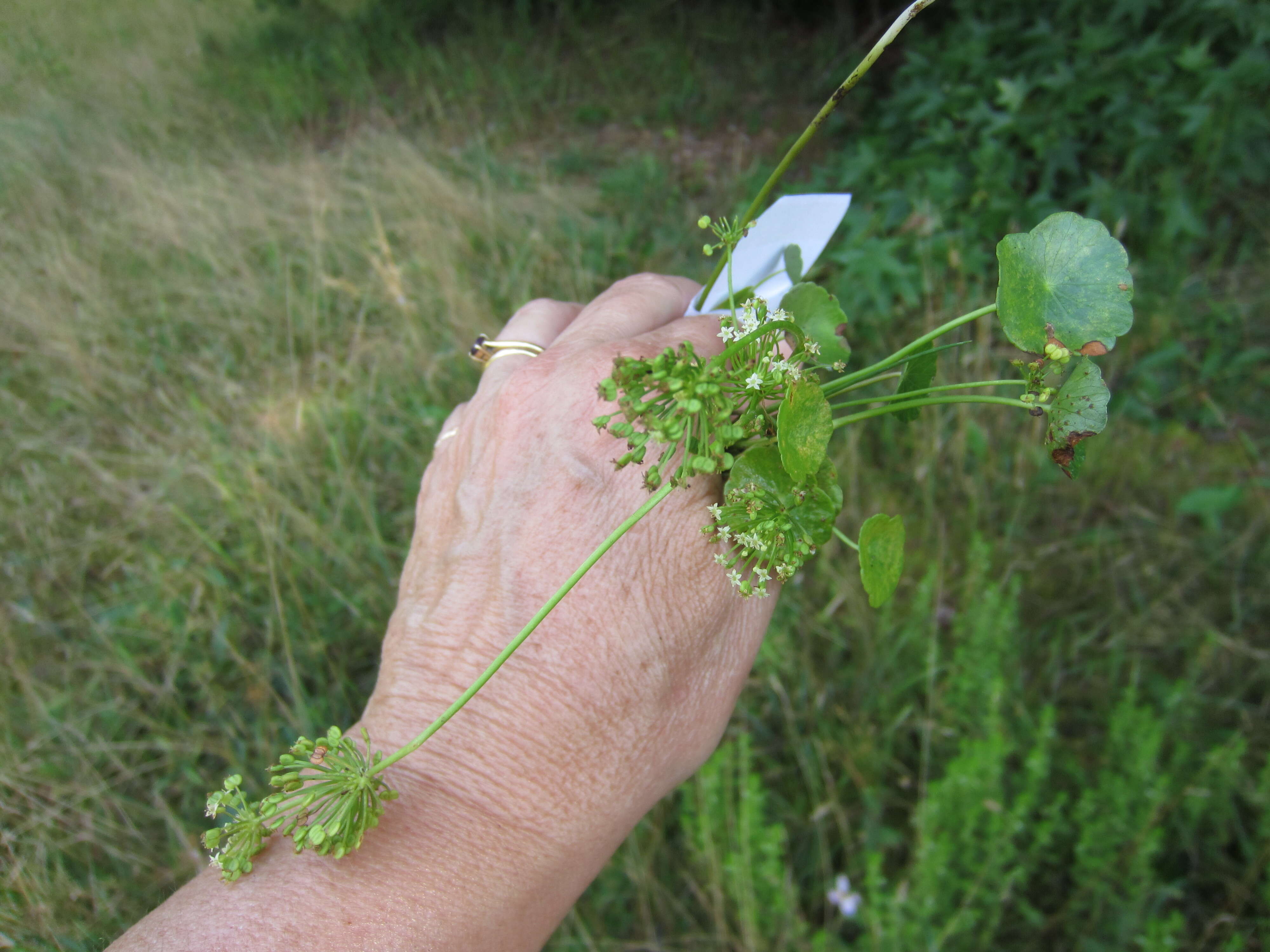 Image of manyflower marshpennywort