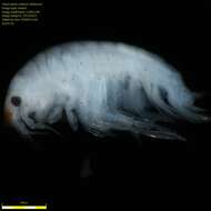 Image of Amphipoda