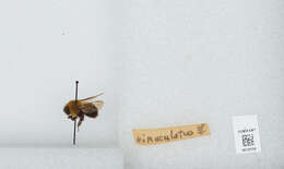 صورة Bombus bimaculatus Cresson 1864