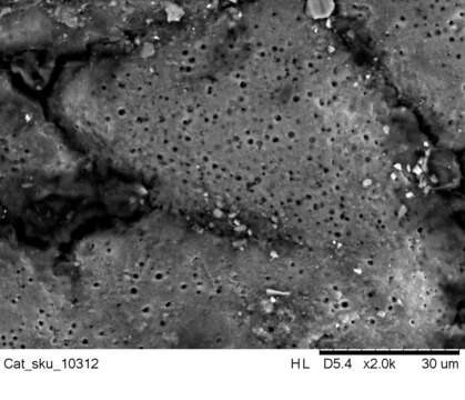 Image of Catharacta maccormicki (H. Saunders 1893)