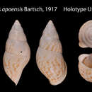 Image de Amphidromus apoensis Bartsch 1917