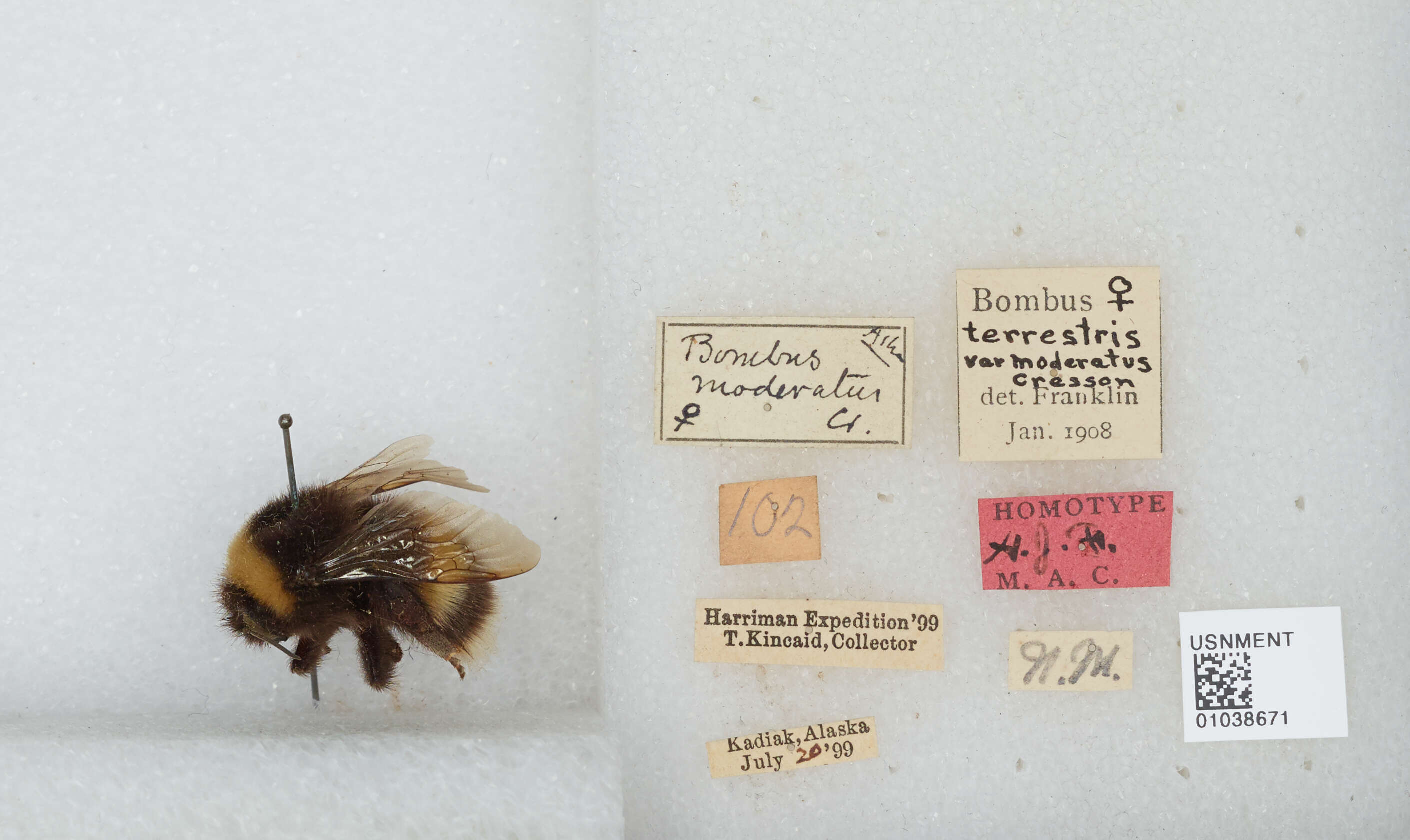 Image of Bombus patagiatus Nylander 1848