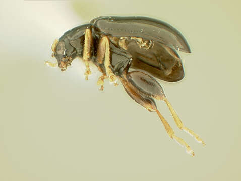 Image of Aphthona Chevrolat 1836