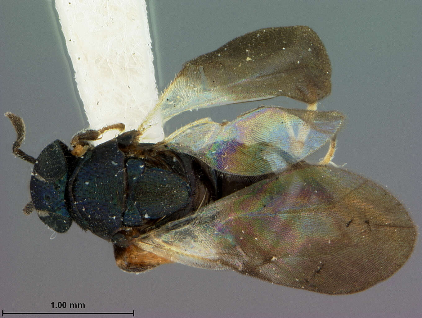 Image of Aphycoides fuscipennis (Ashmead 1904)