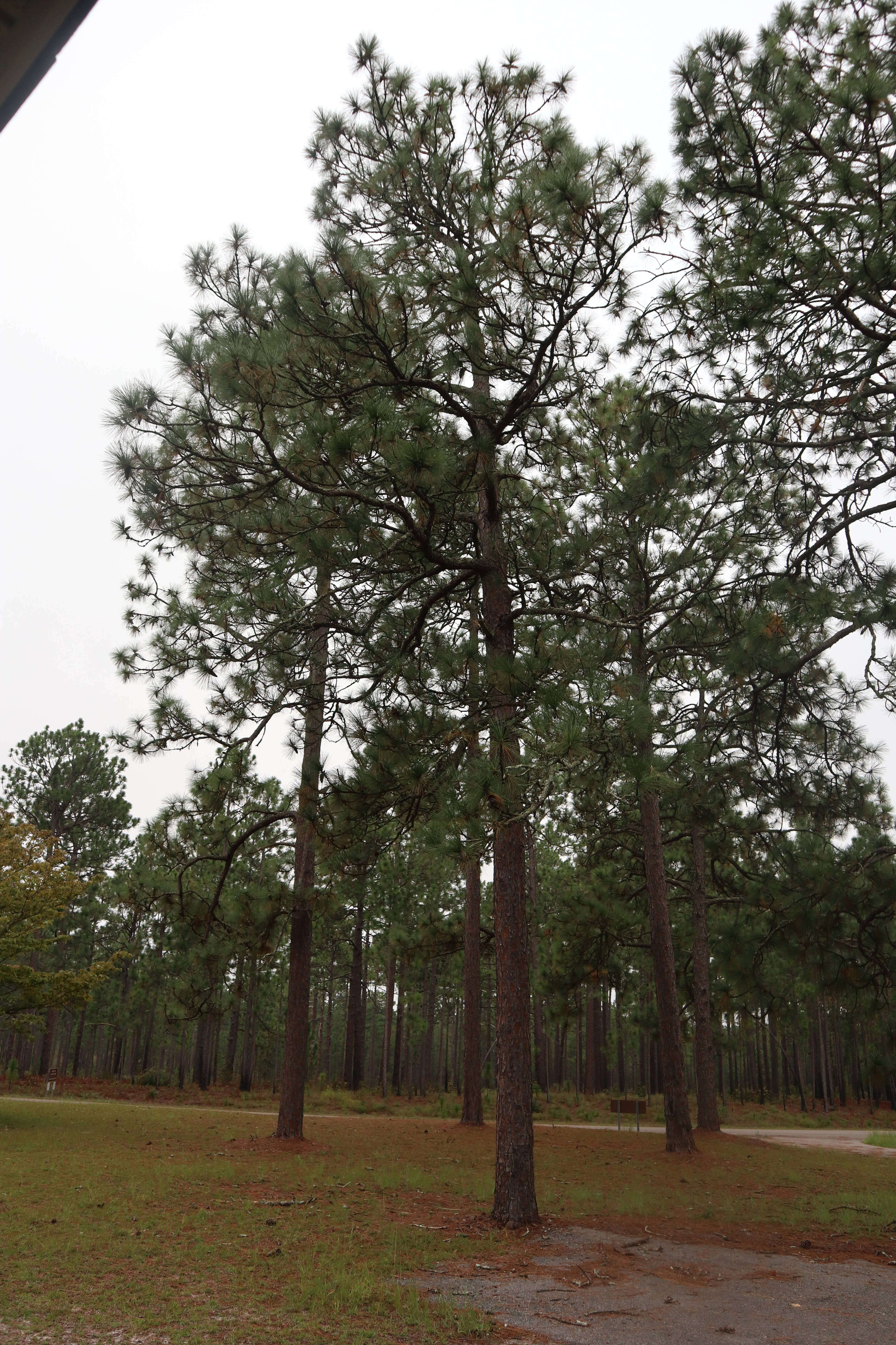 Image of Florida Pine