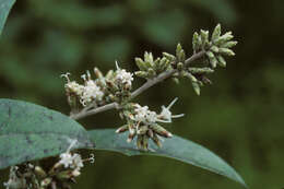 Image of mountain ashdaisy