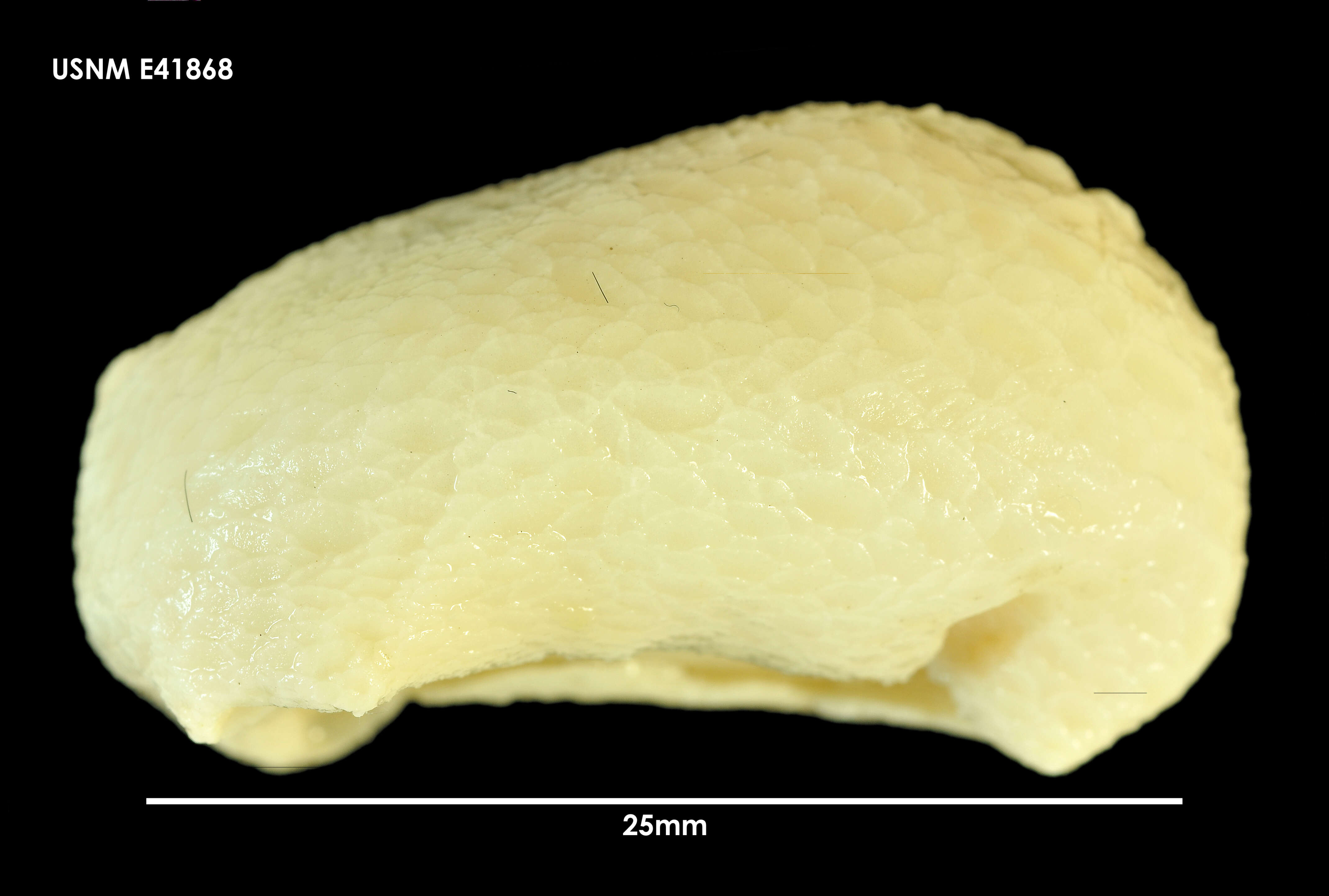 Image of Psolus dubiosus Ludwig & Heding 1935