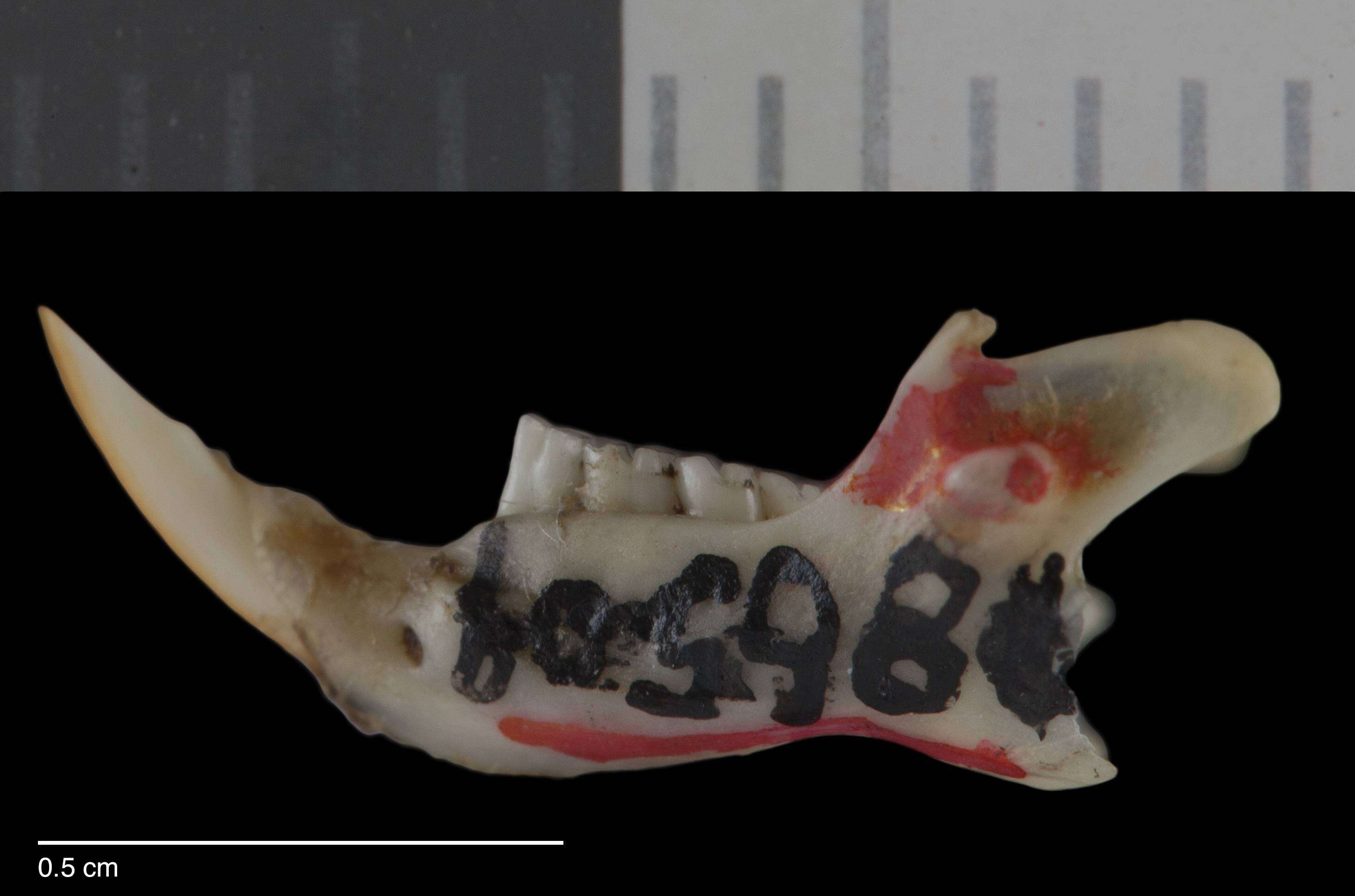 Image of Chaetodipus intermedius intermedius (Merriam 1889)