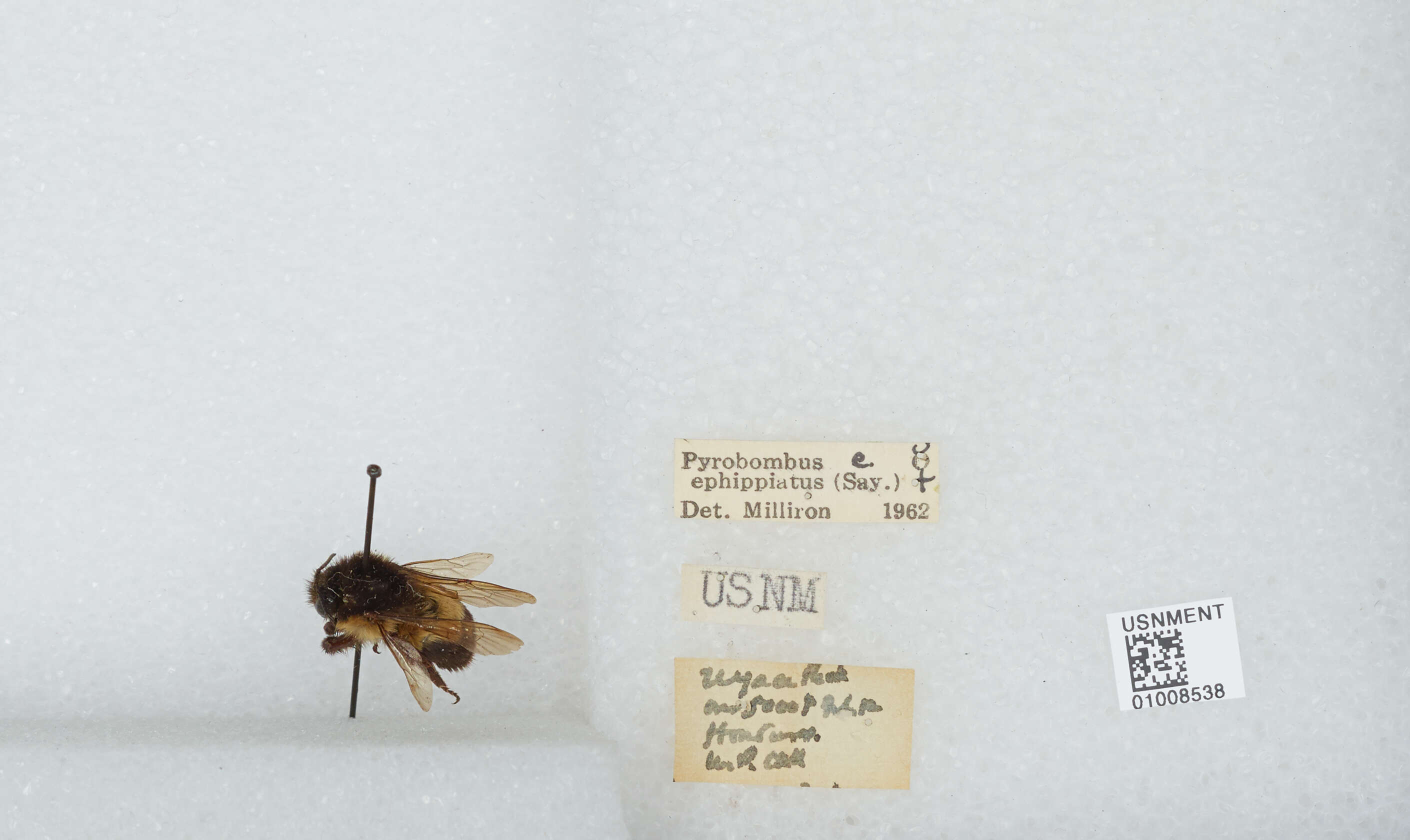 Image of Bombus ephippiatus Say 1837