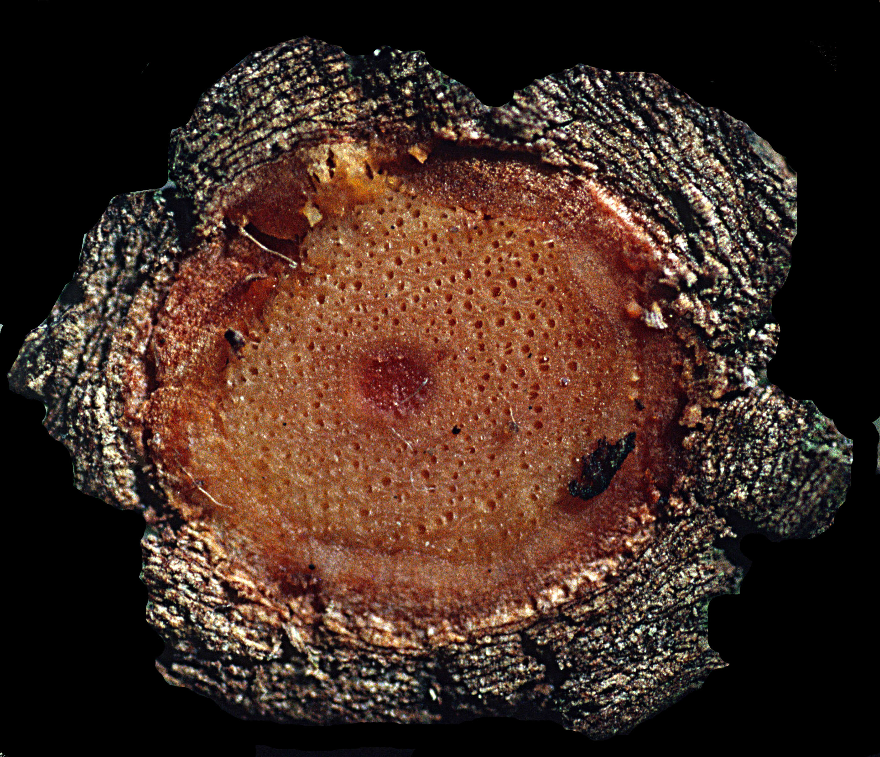 Image of Tournefortia hirsutissima L.