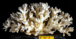 Image of Cauliflower Coral