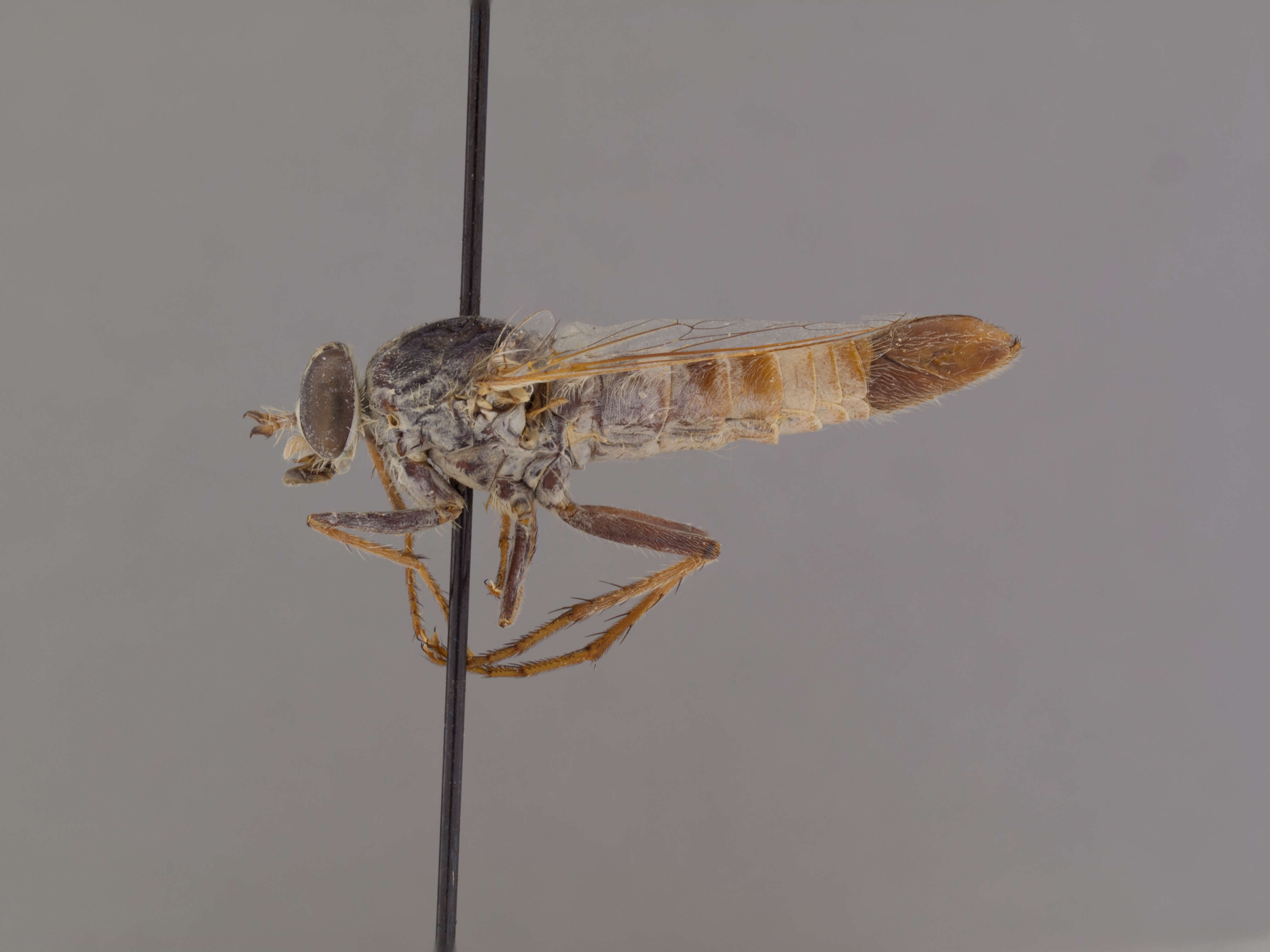 Image of Apiocera caloris Painter 1938